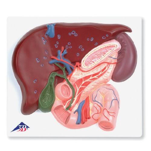 Liver with Gall Bladder Pancreas and Duodenum Model X961