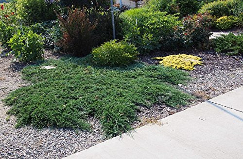 30 Live Plants Drought Tolerant Cold Hardy Evergreen Ground Cover F309857