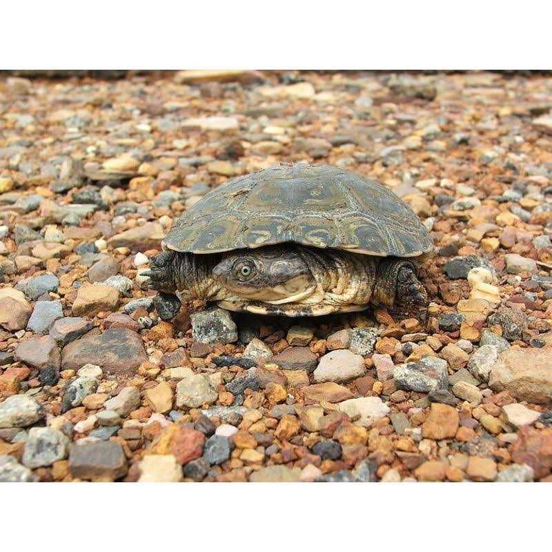 Aquatic Turtle Kit L9308
