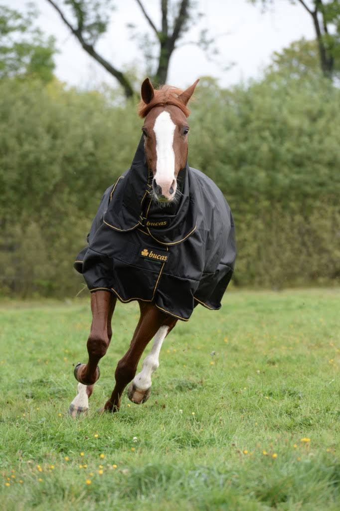 Black Irish Turnout Extra X845