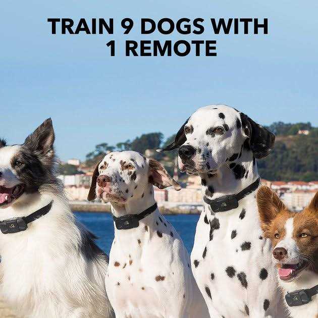 Dog Training System L12363
