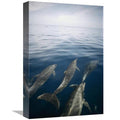 Bottlenose Dolphin Pod Surfacing Art Print O257