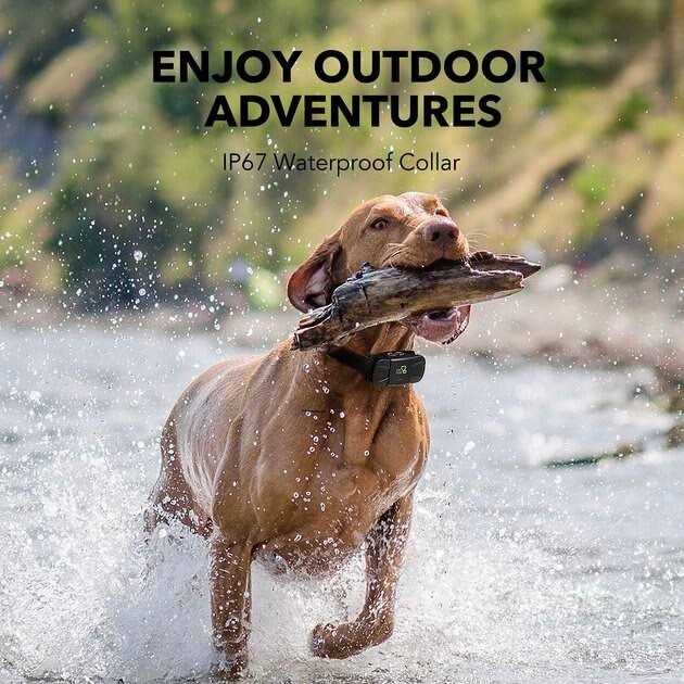 Dog Training System L12363