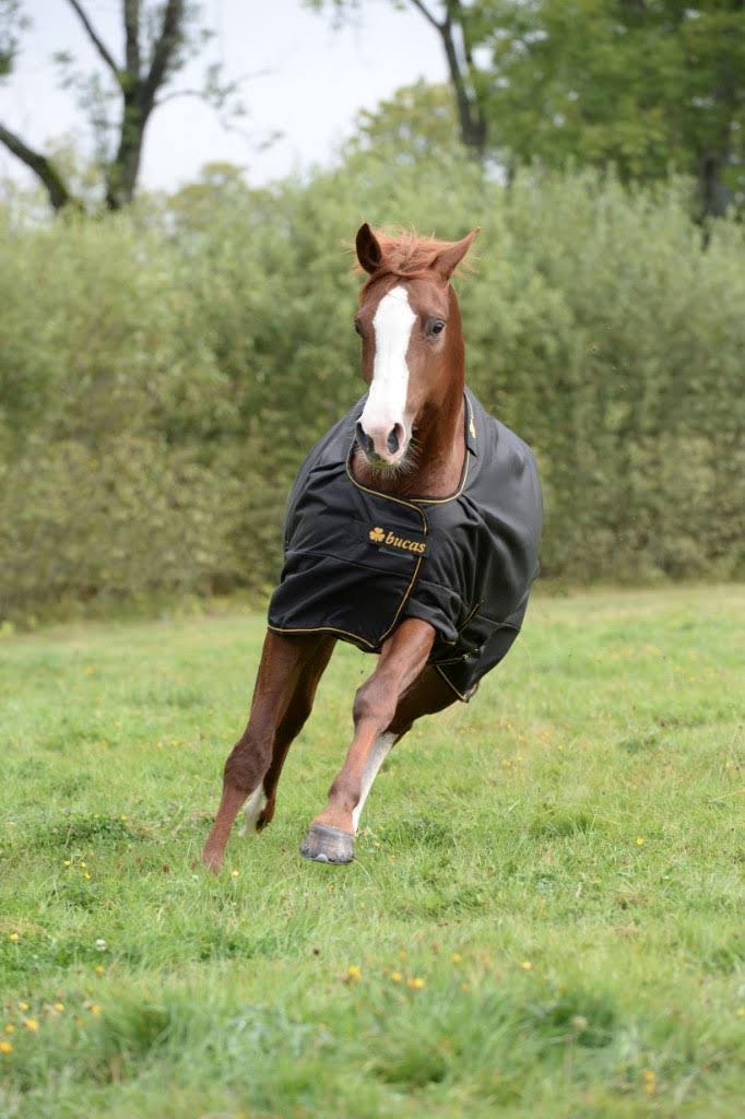 Black Irish Turnout Extra X845