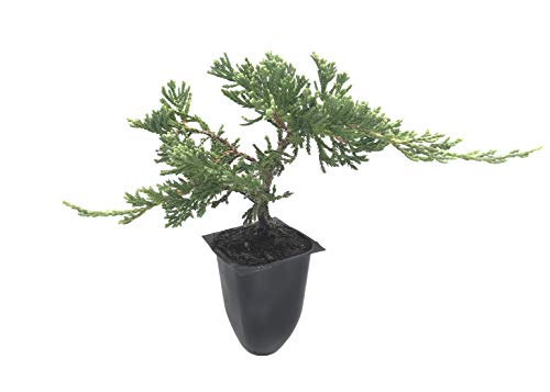 30 Live Plants Drought Tolerant Cold Hardy Evergreen Ground Cover F309857