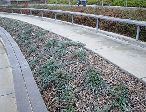30 Live Plants Drought Tolerant Cold Hardy Evergreen Ground Cover F309857