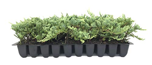 30 Live Plants Drought Tolerant Cold Hardy Evergreen Ground Cover F309857