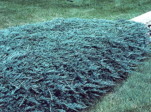 30 Live Plants Drought Tolerant Cold Hardy Evergreen Ground Cover F309857